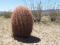 Nothing says Southwest like a big 'ol barrel cactus under blue skies with mountain views!